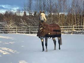 häst med täcke i vinterhage