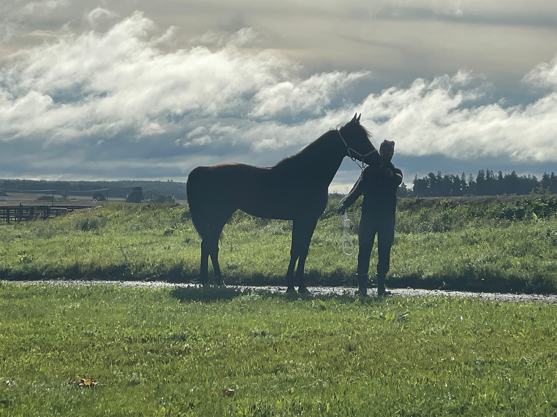 siluett av häst i sol uppgång